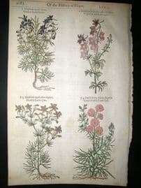 Gerards Herbal 1633 Hand Col Botanical Print. Larkspur