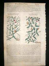 Gerards Herbal 1633 Hand Col Botanical Print. Lathyrus Sweet Peas, Vetchlings