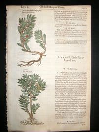 Gerards Herbal 1633 Hand Col Botanical Print. Laurus Bay Tree, Dwarf Rose Bay