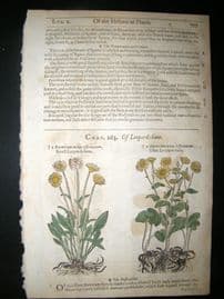 Gerards Herbal 1633 Hand Col Botanical Print. Leopards & Wolfsbane