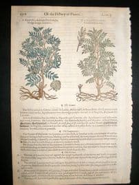 Gerards Herbal 1633 Hand Col Botanical Print. Liquorice