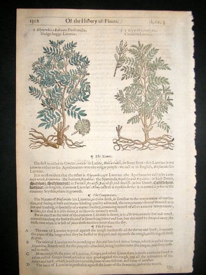 Gerards Herbal 1633 Hand Col Botanical Print. Liquorice | Albion Prints