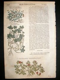 Gerards Herbal 1633 Hand Col Botanical Print. Lotus, Four leaved Grass