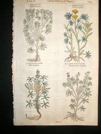 Gerards Herbal 1633 Hand Col Botanical Print. Lupin