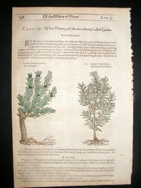 Gerards Herbal 1633 Hand Col Botanical Print. Lycium Boxthorn