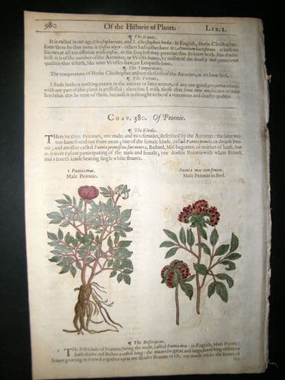 Gerards Herbal 1633 Hand Col Botanical Print. Male Peony | Albion Prints