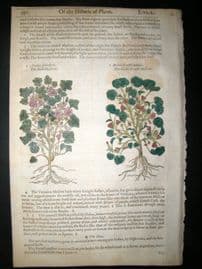 Gerards Herbal 1633 Hand Col Botanical Print. Mallow & Hollyhock