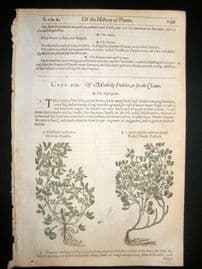 Gerards Herbal 1633 Hand Col Botanical Print. Medic Fodder, Trefoil