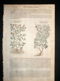 Gerards Herbal 1633 Hand Col Botanical Print. Melilotus, Sweet Clover