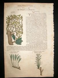 Gerards Herbal 1633 Hand Col Botanical Print. Mistletoe, Gall Tree