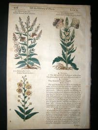 Gerards Herbal 1633 Hand Col Botanical Print. Moth Mullein