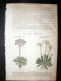 Gerards Herbal 1633 Hand Col Botanical Print. Mountain Cowslips
