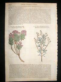 Gerards Herbal 1633 Hand Col Botanical Print. Mountain & Rosemary Leaved Cistus