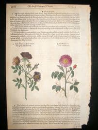 Gerards Herbal 1633 Hand Col Botanical Print. Musk Rose, Velvet Rose
