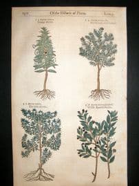 Gerards Herbal 1633 Hand Col Botanical Print. Myrtle