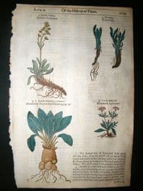 Gerards Herbal 1633 Hand Col Botanical Print. Nardus Spikenard