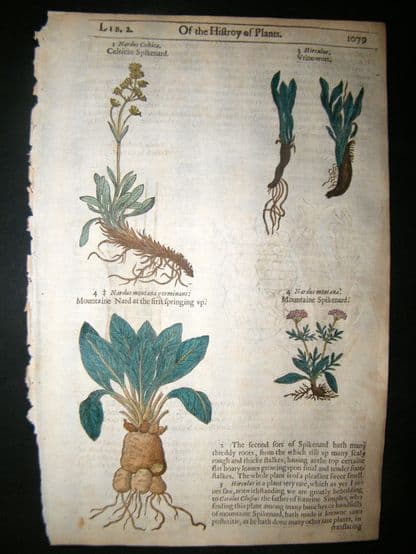 Gerards Herbal 1633 Hand Col Botanical Print. Nardus Spikenard | Albion Prints