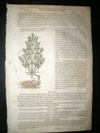 Gerards Herbal 1633 Hand Col Botanical Print. Narrow Leaved Solomons Seal