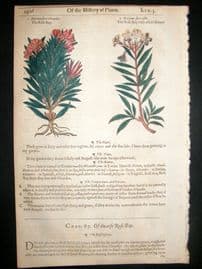 Gerards Herbal 1633 Hand Col Botanical Print. Nerium Rose Bay
