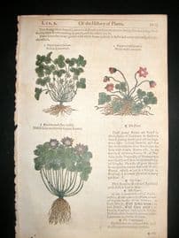 Gerards Herbal 1633 Hand Col Botanical Print. Noble Liverwort