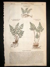 Gerards Herbal 1633 Hand Col Botanical Print. Oak Fern & Tree Fern