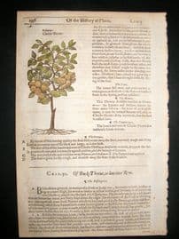 Gerards Herbal 1633 Hand Col Botanical Print. Paliurus Christ Thorn