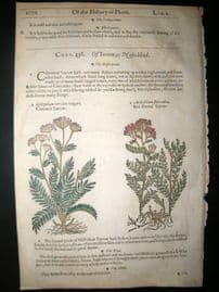 Gerards Herbal 1633 Hand Col Botanical Print. Pedicularis Lousewort, Yarrow