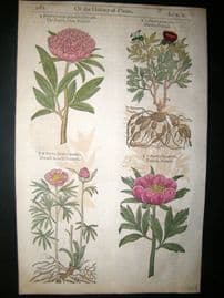 Gerards Herbal 1633 Hand Col Botanical Print. Peony