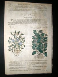 Gerards Herbal 1633 Hand Col Botanical Print. Periwinkle