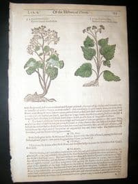 Gerards Herbal 1633 Hand Col Botanical Print. Pilewort, Horsefoot