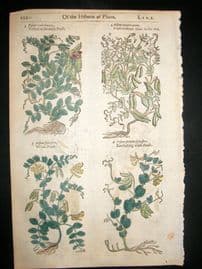 Gerards Herbal 1633 Hand Col Botanical Print. Pisum, Garden Peas Vegetable
