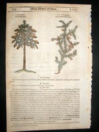 Gerards Herbal 1633 Hand Col Botanical Print. Pitch Pine Tree