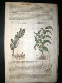 Gerards Herbal 1633 Hand Col Botanical Print. Polygonatum, Solomons Seal