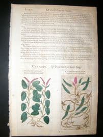 Gerards Herbal 1633 Hand Col Botanical Print. Pondweed