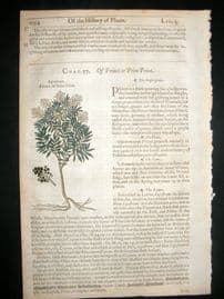 Gerards Herbal 1633 Hand Col Botanical Print. Privet Ligustrum