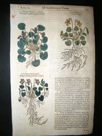 Gerards Herbal 1633 Hand Col Botanical Print. Purple, Yellow & Dog's Violet