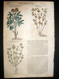 Gerards Herbal 1633 Hand Col Botanical Print. Purple, Yellow, Meadow Trefoil
