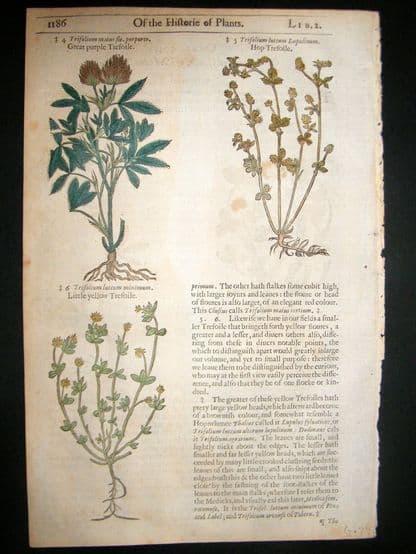 Gerards Herbal 1633 Hand Col Botanical Print. Purple, Yellow, Meadow Trefoil | Albion Prints