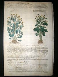 Gerards Herbal 1633 Hand Col Botanical Print. Rannunculus Spearwort