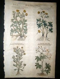 Gerards Herbal 1633 Hand Col Botanical Print. Ranunculus Crowfoot
