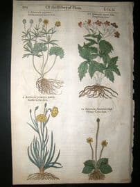 Gerards Herbal 1633 Hand Col Botanical Print. Ranunculus - Crowfoot