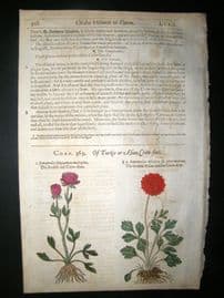 Gerards Herbal 1633 Hand Col Botanical Print. Ranunculus, Double Crow Foot
