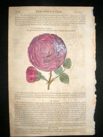 Gerards Herbal 1633 Hand Col Botanical Print. Red, Holland & Damask Rose