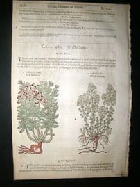 Gerards Herbal 1633 Hand Col Botanical Print. Red & Wild Madder, Sea Grape