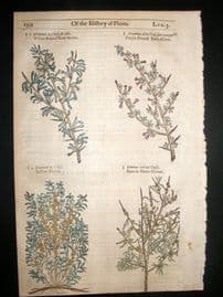 Gerards Herbal 1633 Hand Col Botanical Print. Rhamnus Buckthorn