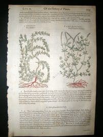 Gerards Herbal 1633 Hand Col Botanical Print. Rubia, Madder