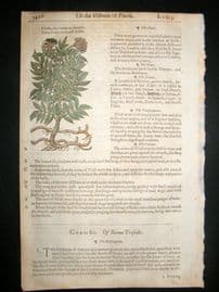 Gerards Herbal 1633 Hand Col Botanical Print. Sambucus Danewort