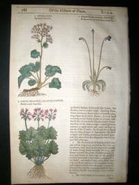 Gerards Herbal 1633 Hand Col Botanical Print. Sanicle, Butterwort