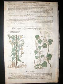 Gerards Herbal 1633 Hand Col Botanical Print. Scammony