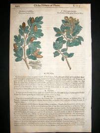 Gerards Herbal 1633 Hand Col Botanical Print. Scarlet Oak, Acorn